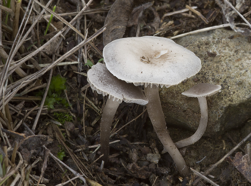 Dermoloma josserandii